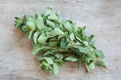 Bio-Oregano-kaufen.jpg