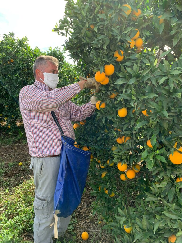 bio zitrusfrüchte direkt vom erzeuger kaufen
