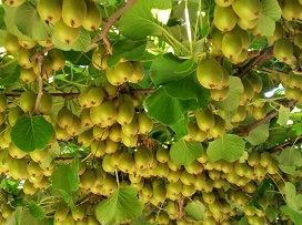Kiwi-baum.jpg