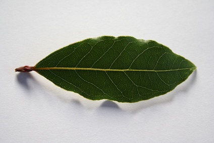 Lorbeerblatt_echter_Lorbeer_neu.jpg