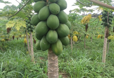 Papaya-Ghana-Erzeuger-Bio.png