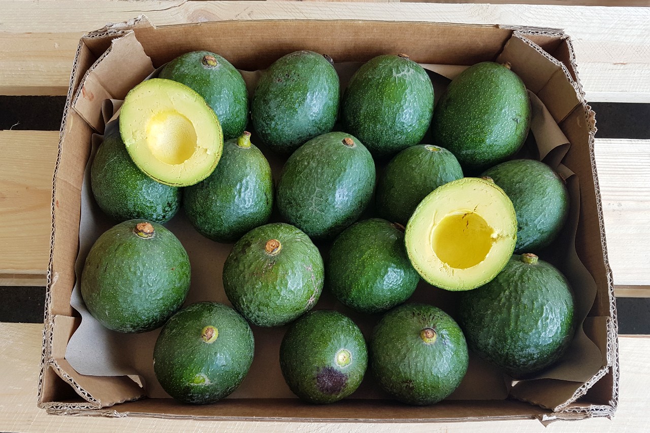 avocado-reed-kaufen-4.jpg