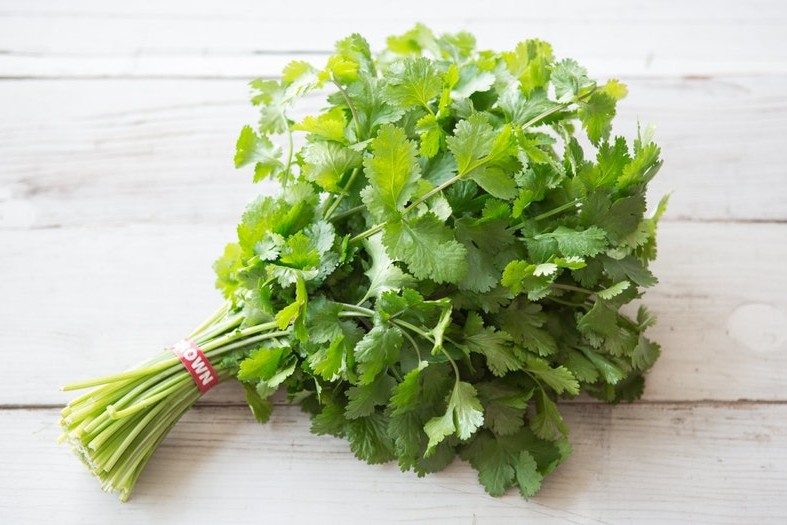 bio-koriander-kaufen-1.jpg