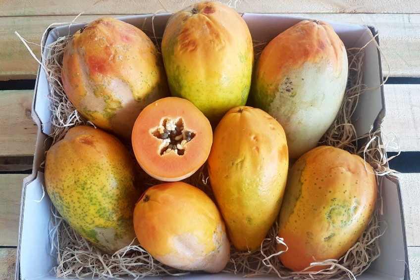 bio-papaya-kaufen.jpg