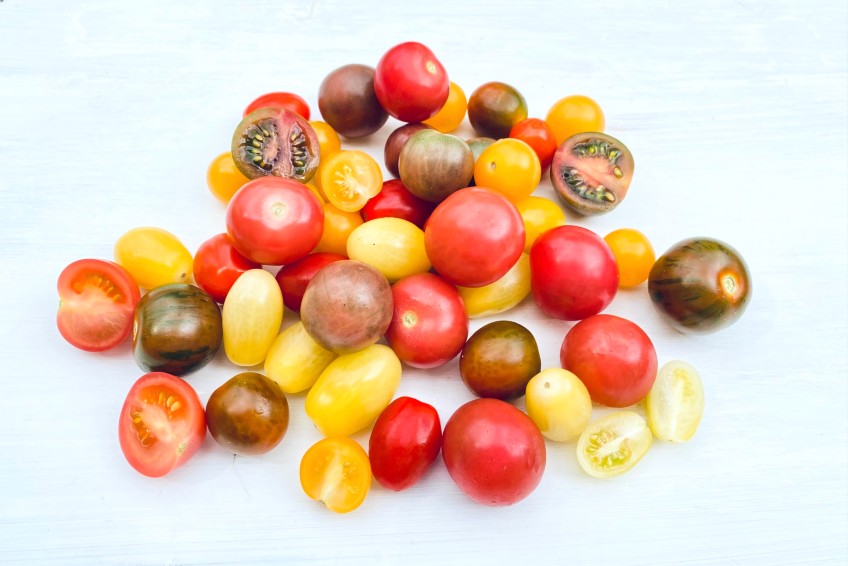 bunte-minitomaten-kaufen.jpg