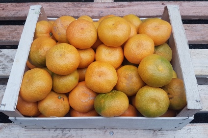 satsumas-mandarinen-kaufen.jpg