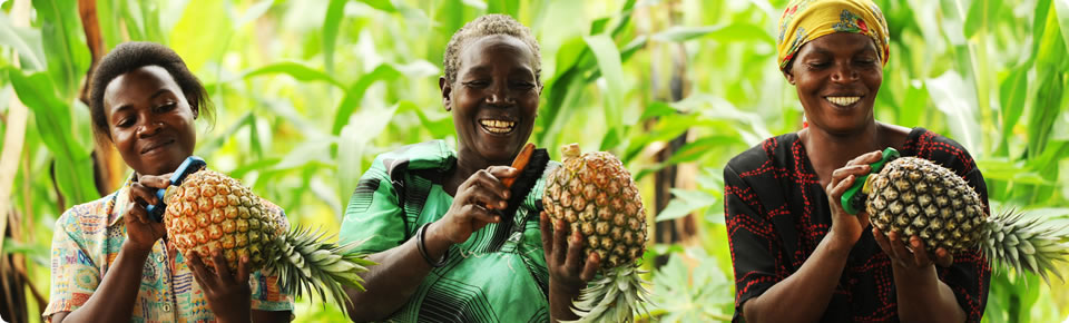 tropnefrüchte kaufen