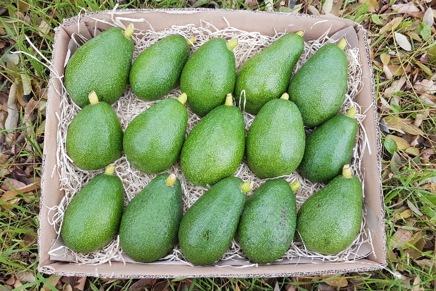 avocado-fuerte-box-alejandro.jpg