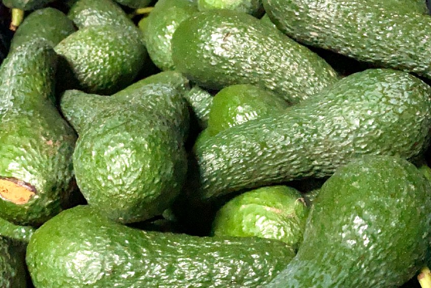 avocado-salvaje-1.jpg
