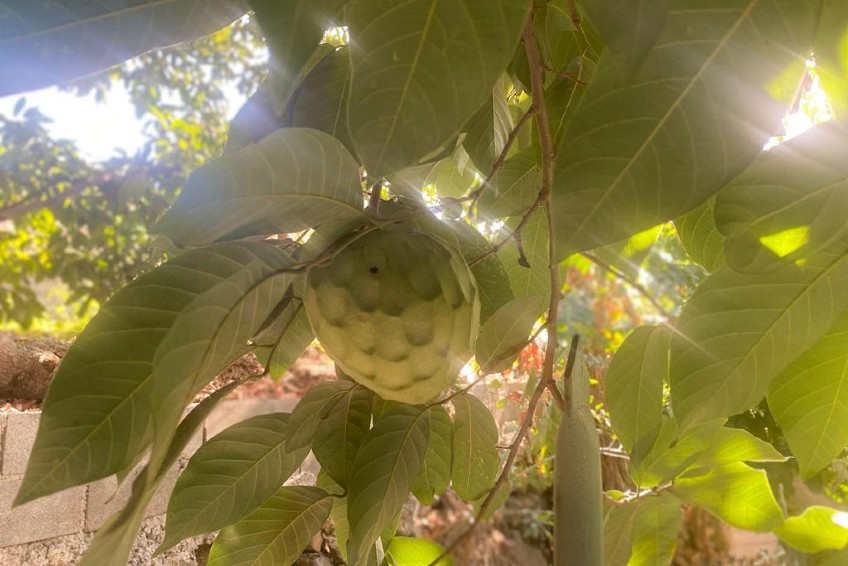 cherimoya-bestellen-1.jpg